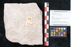 Foto (Objekt + Etikett) von Dictyopteris brongniarti Gutb. (NHMW-GEO-2024-0188-10781)